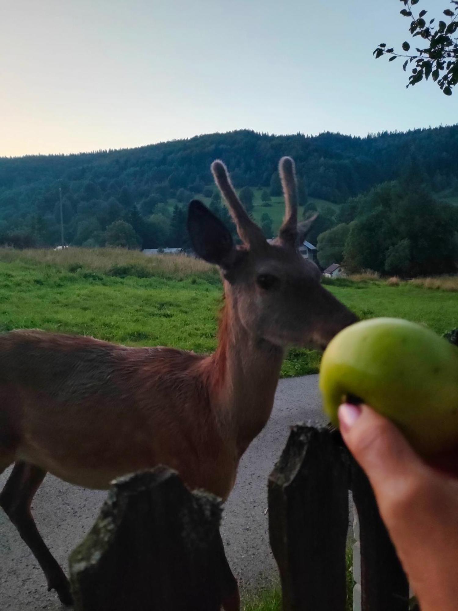 Goralska Czarcia Chata Pod Jalowcem Stryszawa Exterior foto